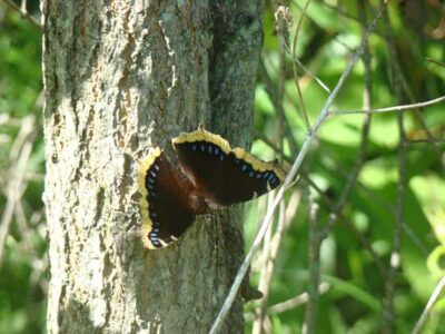 Mourning Cloak Butterfly